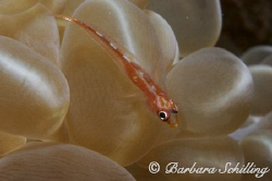 Tiny Blennie on a bubble coral! by Barbara Schilling 